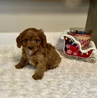 Remi, a male Cavapoo for sale in Pontiac, MI – Photo 2 of 5