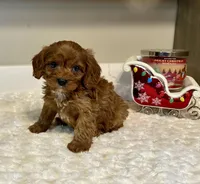 Remi, a male Cavapoo for sale in Pontiac, MI – Photo 3 of 5