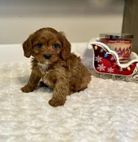 Remi, a male Cavapoo for sale in Pontiac, MI – Photo 1 of 5