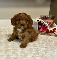 Remi, a male Cavapoo for sale in Pontiac, MI – Photo 4 of 5