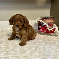 Remi, a male Cavapoo for sale in Pontiac, MI – Photo 5 of 5