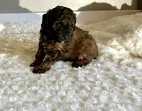 Leo , a male Poodle - Toy  for sale in Pontiac, MI – 4 of 5