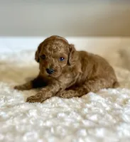 Teddy, a male Poodle - Toy  for sale in Pontiac, MI – 5 of 8
