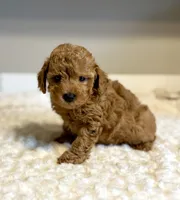 Teddy, a male Poodle - Toy  for sale in Pontiac, MI – 3 of 5