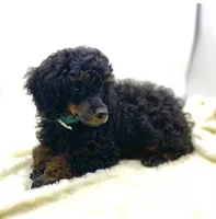 Bentley, a male Poodle - Miniature  for sale in Pontiac, MI – Photo 3 of 6