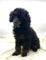Bentley, a male Poodle - Miniature  for sale in Pontiac, MI – Photo 2 of 6