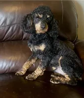 Bentley, a male Poodle - Miniature  for sale in Pontiac, MI – Photo 5 of 6