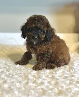 Teddy, a male Poodle - Toy  for sale in Pontiac, MI – 5 of 9