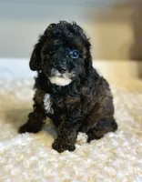 Jazzy , a female Poodle - Toy  for sale in Pontiac, MI – 5 of 9