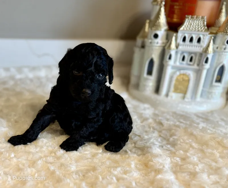 Toby  – Poodle - Toy  puppy for sale in Pontiac, MI