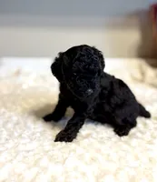 Toby, a male Poodle - Toy  for sale in Pontiac, MI – 4 of 5