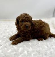 Rusty, a male Poodle - Toy  for sale in Pontiac, MI – Photo 1 of 5