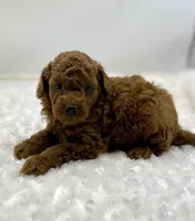 Rusty, a male Poodle - Toy  for sale in Pontiac, MI – Photo 4 of 5