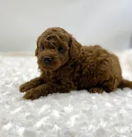 Rusty, a male Poodle - Toy  for sale in Pontiac, MI – Photo 3 of 5