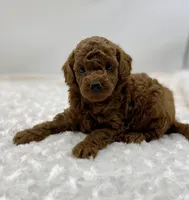 Rusty, a male Poodle - Toy  for sale in Pontiac, MI – Photo 2 of 5