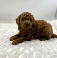 Rusty, a male Poodle - Toy  for sale in Pontiac, MI – Photo 5 of 5