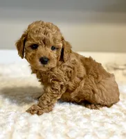 Teddy, a male Poodle - Toy  for sale in Pontiac, MI – 5 of 5