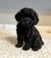 Toby on hold, a male Poodle - Toy  for sale in Pontiac, MI – 5 of 8