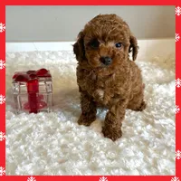 Ruby Red, a female Poodle - Toy  for sale in Pontiac, MI – Photo 2 of 4