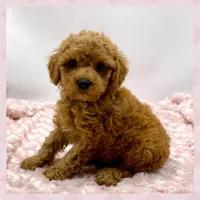 Rosie Is Ready, a female Poodle - Toy  for sale in Pontiac, MI – Photo 3 of 4
