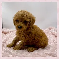 Rosie Is Ready, a female Poodle - Toy  for sale in Pontiac, MI – Photo 2 of 4
