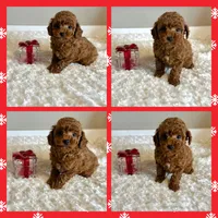 Ruby Red, a female Poodle - Toy  for sale in Pontiac, MI – Photo 3 of 4
