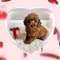 Ruby Red, a female Poodle - Toy  for sale in Pontiac, MI – Photo 4 of 4