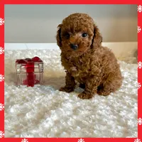 Ruby Red, a female Poodle - Toy  for sale in Pontiac, MI – Photo 1 of 4