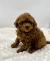 Max, a male Poodle - Toy  for sale in Pontiac, MI – Photo 6 of 7