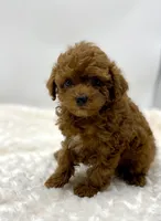 Max, a male Poodle - Toy  for sale in Pontiac, MI – Photo 3 of 7