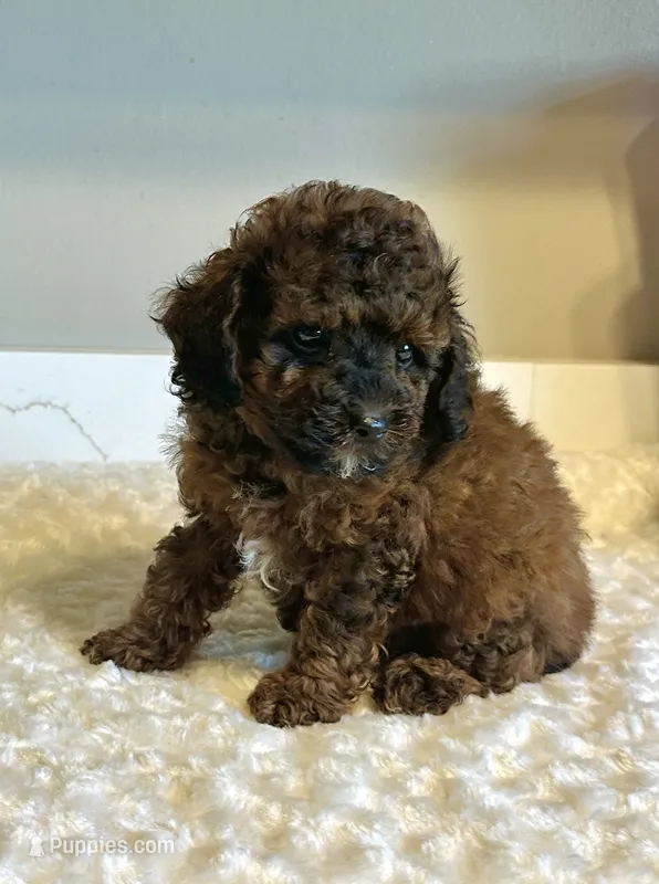 Teddy – Poodle - Toy  puppy for sale in Pontiac, MI