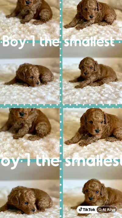 Teddy, a male Poodle - Toy  for sale in Pontiac, MI – 8 of 8