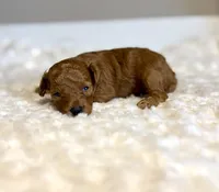 Ruby Red Princess , a  Poodle - Toy  for sale in Pontiac, MI – 3 of 4