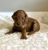 Rusty, a male Poodle - Toy  for sale in Pontiac, MI – 4 of 5