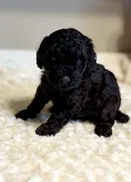 Toby, a male Poodle - Toy  for sale in Pontiac, MI – 1 of 5