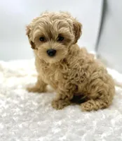 Temple, a female Maltipoo for sale in Pontiac, MI – Photo 4 of 6
