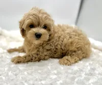 Temple, a female Maltipoo for sale in Pontiac, MI – Photo 5 of 6
