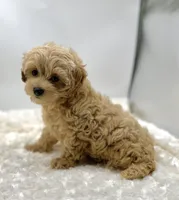 Temple, a female Maltipoo for sale in Pontiac, MI – Photo 6 of 6