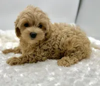 Temple, a female Maltipoo for sale in Pontiac, MI – Photo 2 of 6