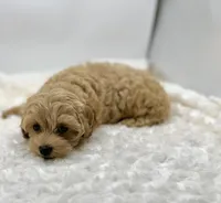 Temple, a female Maltipoo for sale in Pontiac, MI – Photo 3 of 6