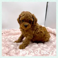 Teddy, a male Poodle - Toy  for sale in Pontiac, MI – Photo 3 of 4