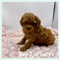 Teddy, a male Poodle - Toy  for sale in Pontiac, MI – Photo 2 of 4