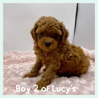 Teddy, a male Poodle - Toy  for sale in Pontiac, MI – Photo 4 of 4