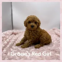 Rosie Is Ready, a female Poodle - Toy  for sale in Pontiac, MI – Photo 1 of 4