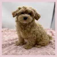 Muffin, a female Maltipoo for sale in Pontiac, MI – Photo 5 of 5