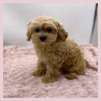 Muffin, a female Maltipoo for sale in Pontiac, MI – Photo 2 of 5