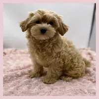 Muffin, a female Maltipoo for sale in Pontiac, MI – Photo 4 of 5