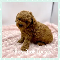Gizmo, a male Poodle - Toy  for sale in Pontiac, MI – Photo 2 of 4