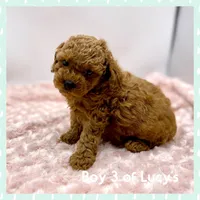 Gizmo, a male Poodle - Toy  for sale in Pontiac, MI – Photo 4 of 4