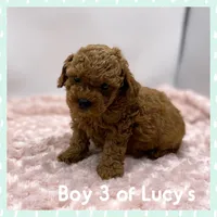 Gizmo, a male Poodle - Toy  for sale in Pontiac, MI – Photo 3 of 4